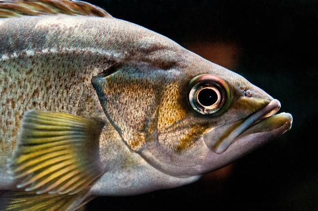 Seattle Fish 3-0 F LR 8-11-12 J252