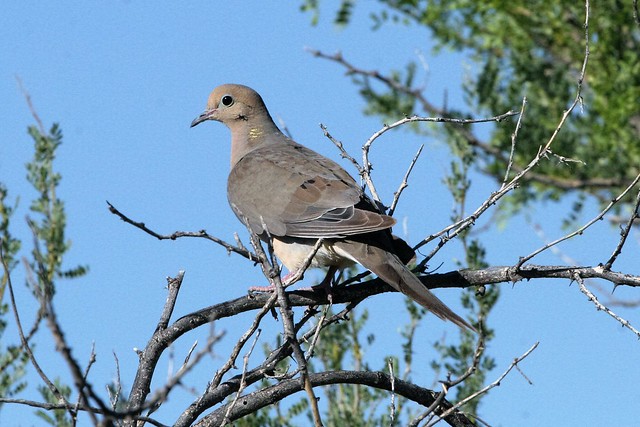 Mourning Dove Zenaida macroura, Saguaro National Park, Tucson Arizona, Photo by Wes