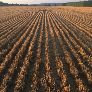 Harvested field at sunset