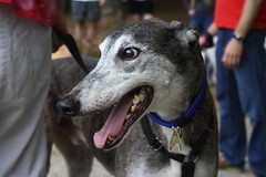 Greyhound Adventures at Hopkinton State Park, Hopkinton MA, Sep 18th 2016