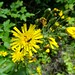Flickr photo 'Hieracium laevigatum Willd.' by: urjsa.