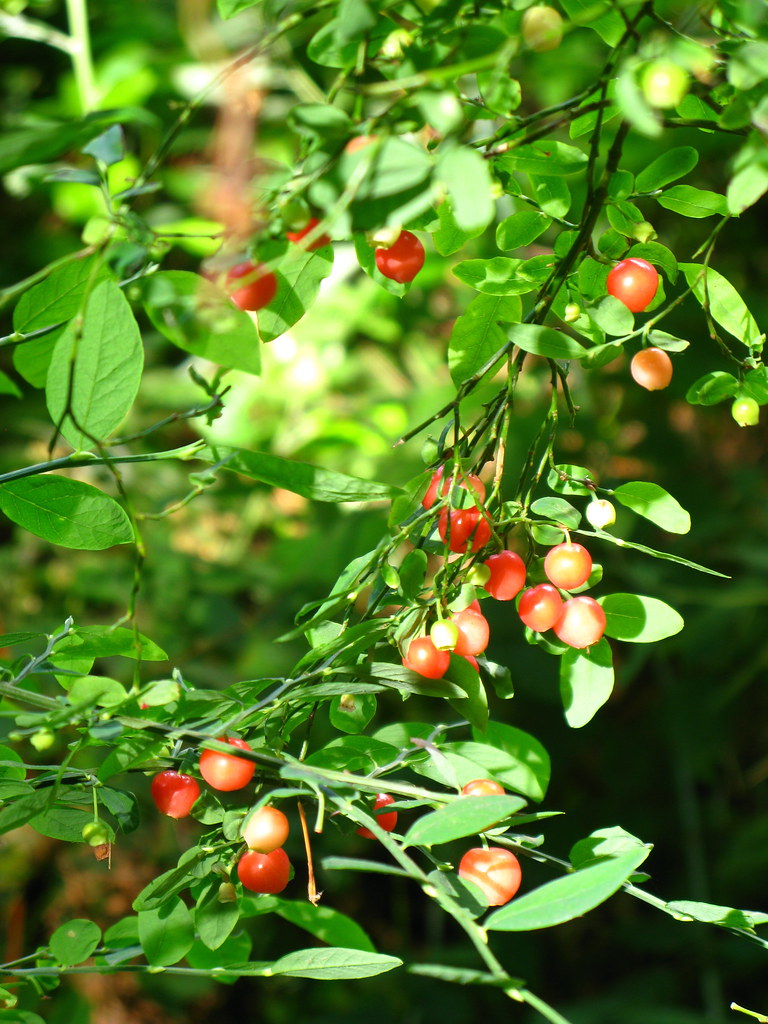 Red Huckleberry | Jeannette S. | Flickr