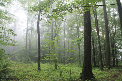 forest out stand national allegheny thinned andyarthur