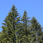 Norway Spruce / Picea abies / 欧州唐檜(おうしゅうとうひ)