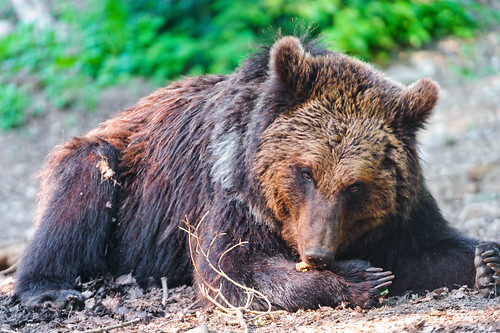 Bear lying and licking his paw | I think he had honey oder s… | Flickr
