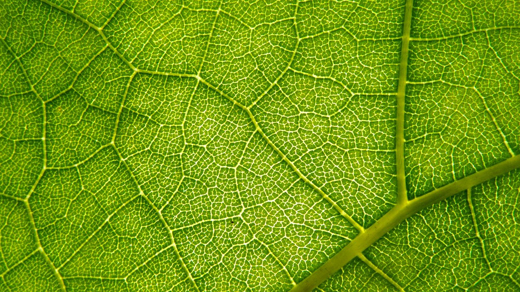 Catalpa leaf