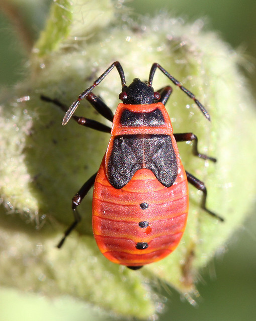 European Firebug nymph