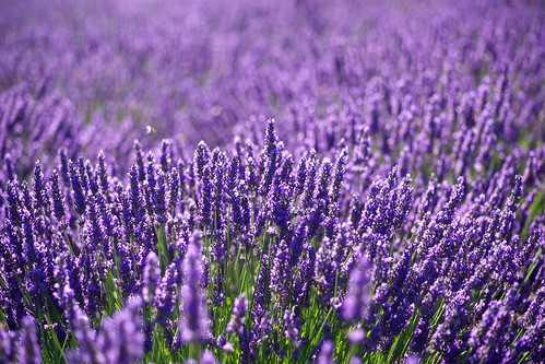 Lavender farm | Karen Blaha | Flickr
