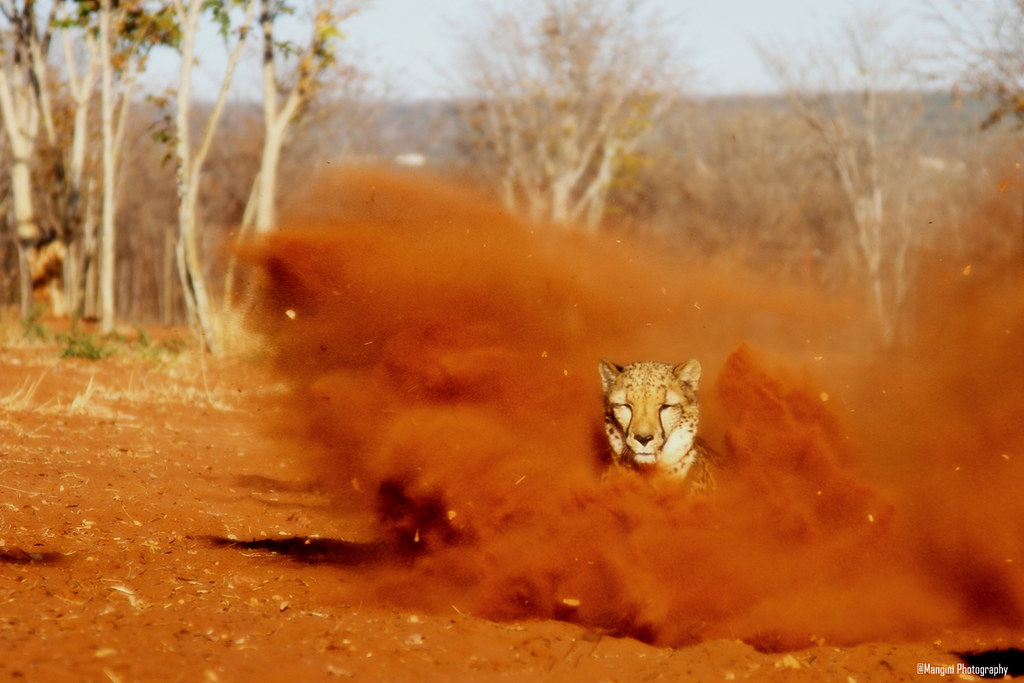 The fastest animal on Earth | Just back from Africa and are … | Flickr