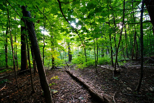 apple church forest photography google amazing nikon flickr oliver blackberry background famous great jefferson pioneer trackday 34000 d80 tumblr d7000