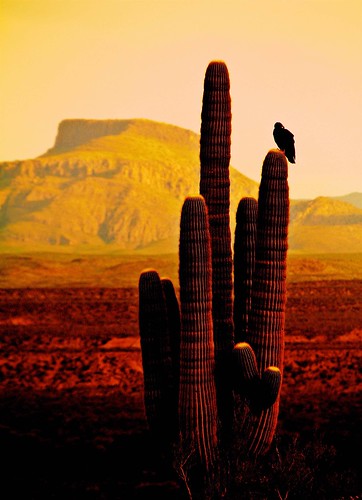 2015 animals arizona art birds cacti colorphotomanipulation desert flickr gps landscapes mountains pinalcounty raptors saguarocactuscarnegieagigantea sanpedrorivervalley usa vultureturkey unitedstatesofamerica