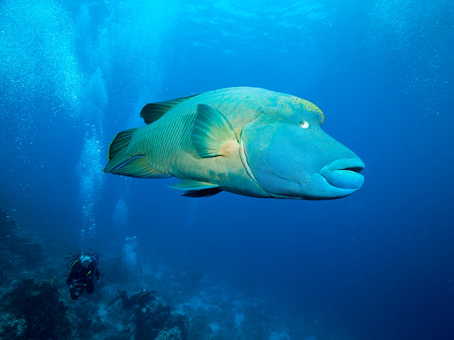 Nap. Wrasse