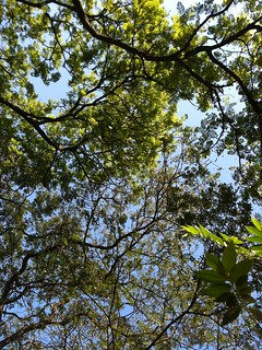 Tree Leaves & Sky