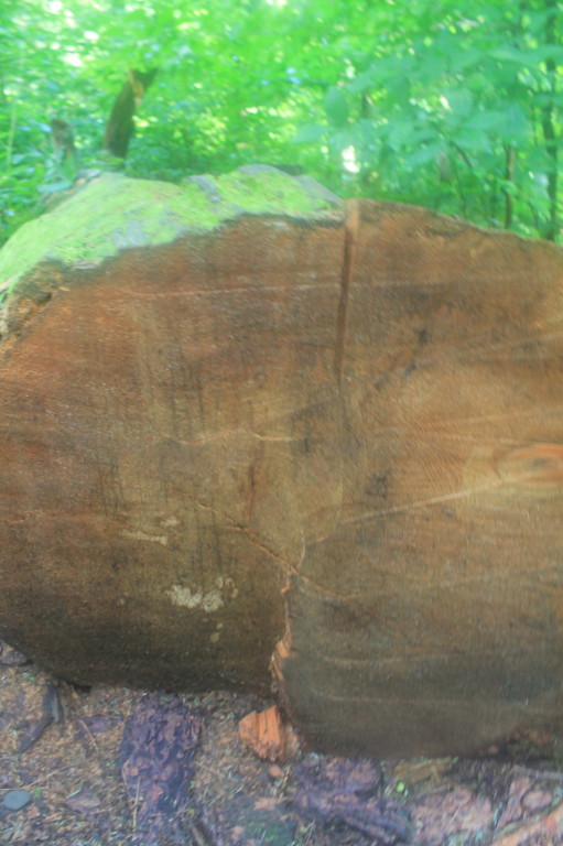 Tanbark & Ironwood Loop Trail
