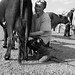woman milking a cow, Mongolia