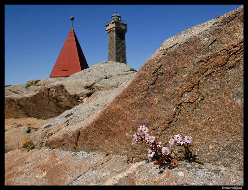 Flowers in the rock, Vinga by Dan Wiklund