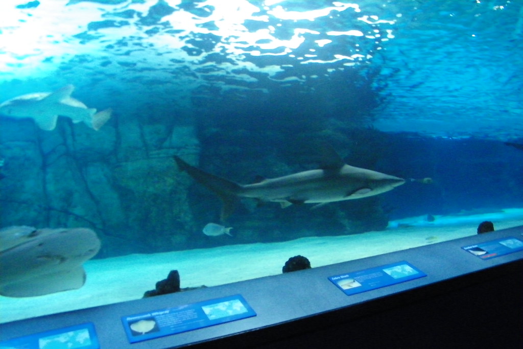 Visit to the Newport Aquarium (Newport, Kentucky)