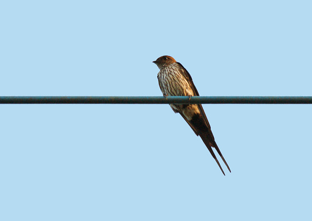 Striated Swallow (Cecropis striolata striolata)
