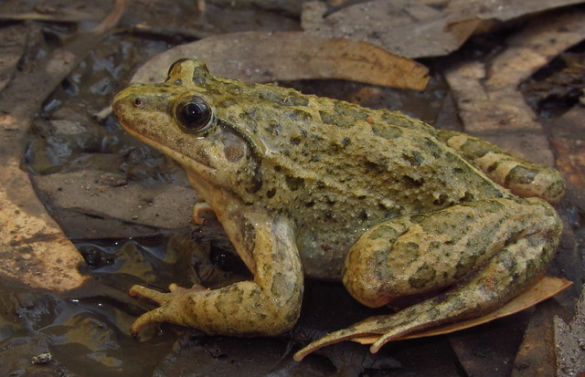 Mediterranean Painted Frog (Discoglossus pictus)