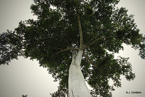 tree amani antiaristoxicaria taxonomy:binomial=antiaristoxicaria taxonomy:species=toxicaria