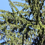 Norway Spruce / Picea abies / 欧州唐檜(おうしゅうとうひ)