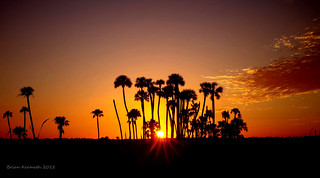 Sunset over cabbage palms (Sabal palmetto) with stratus clouds