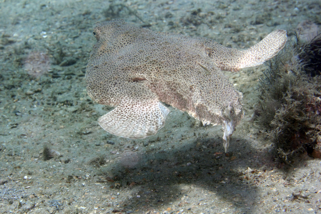 IMG_0265wb Spotted Batfish (Ogcocephalus pantostictus) | Flickr