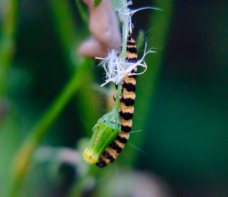 Cinnabar moth caterpillar feeding on ragwort