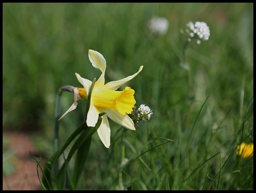 Narcissus pseudonarcissus - jonquille sauvage 27773005054_34c52e0822