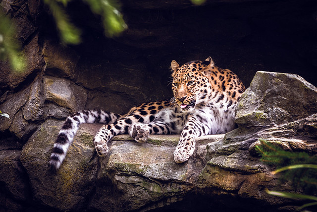 Armurleopard