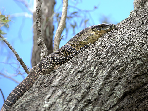 LACE MONITOR | by 16th man
