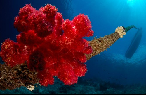 Alor Indonesia