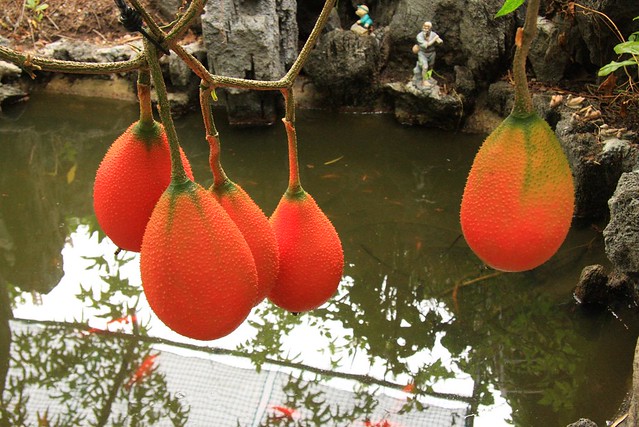 Gac fruit (Momordica cochinchinensis)