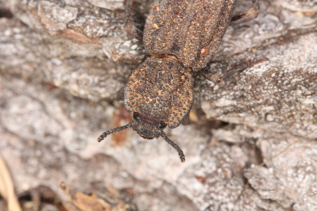 Phellopsis Phellopsis porcata (Zopheridae) | under Douglas Fir bark, Ho… | Flickr