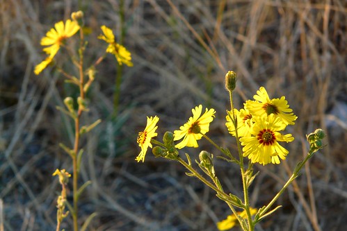 california flower yellow rural america sunrise dawn weeds wildflowers backlit norcal lassencounty