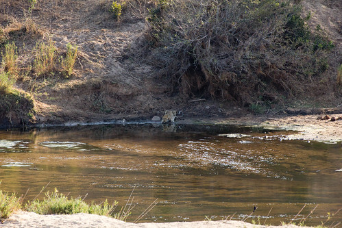 park river leopard crocodile kruger marloth
