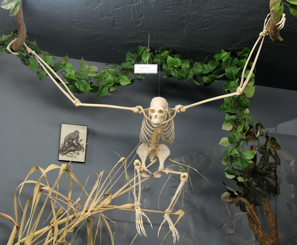 Siamang Skeleton - Osteology Museum - Oklahoma City, OK | Flickr