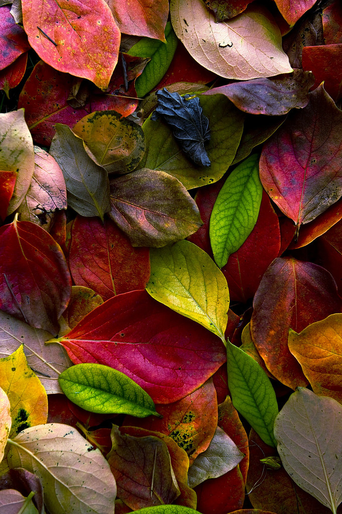 Fall | Romain Péan | Flickr