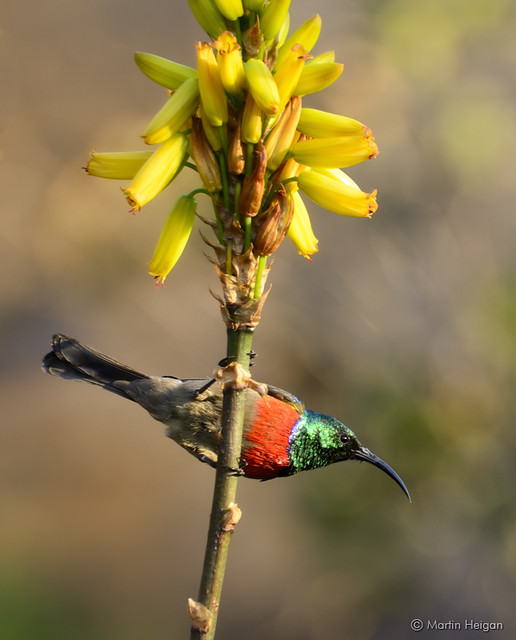 Double-collared Sunbird