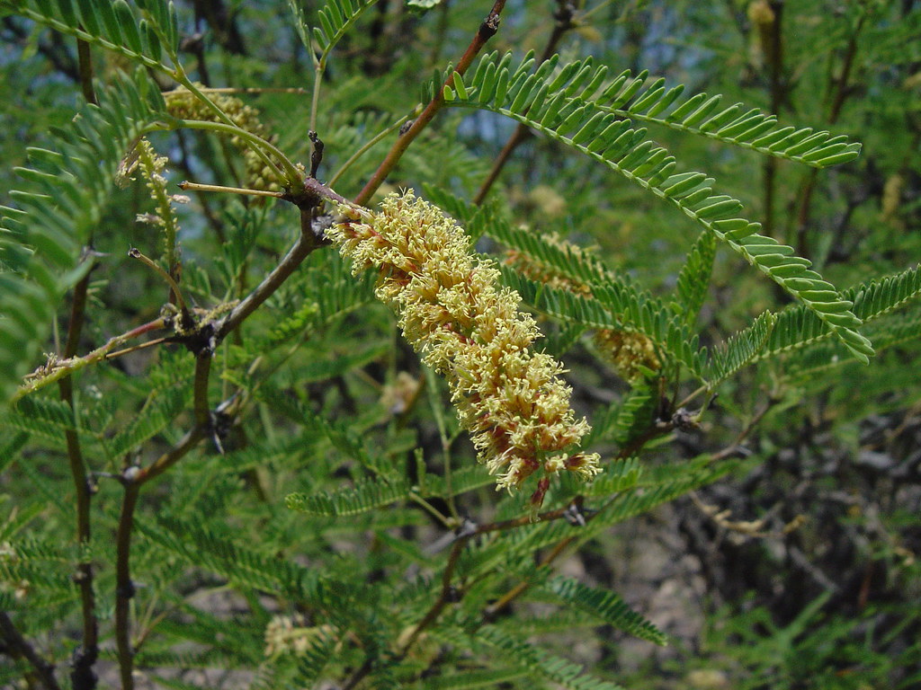 Semi Di Mesquite (Prosopis Juliflora) - 30 Semi Freschi Da Spagna