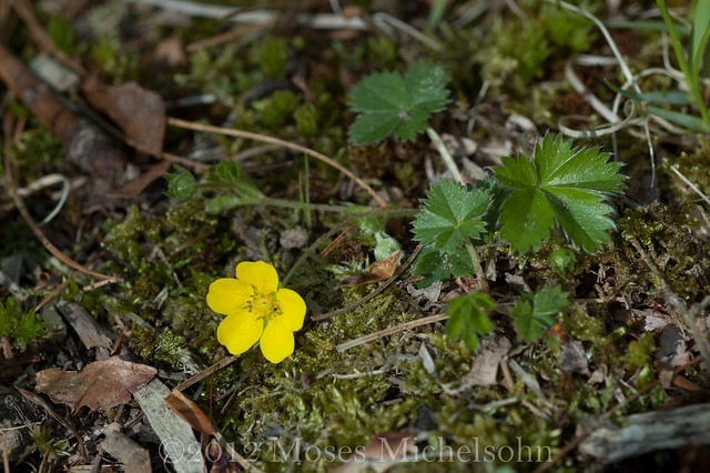 Potentilla canadensis - Plymouth County, Massachusetts, United States of America