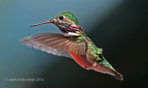 birds wildlife hummingbirds floraandfaunaoftheworld nikonflickraward thewonderfulworldofbirds caliopehummingbirds malecaliopehummingbirds