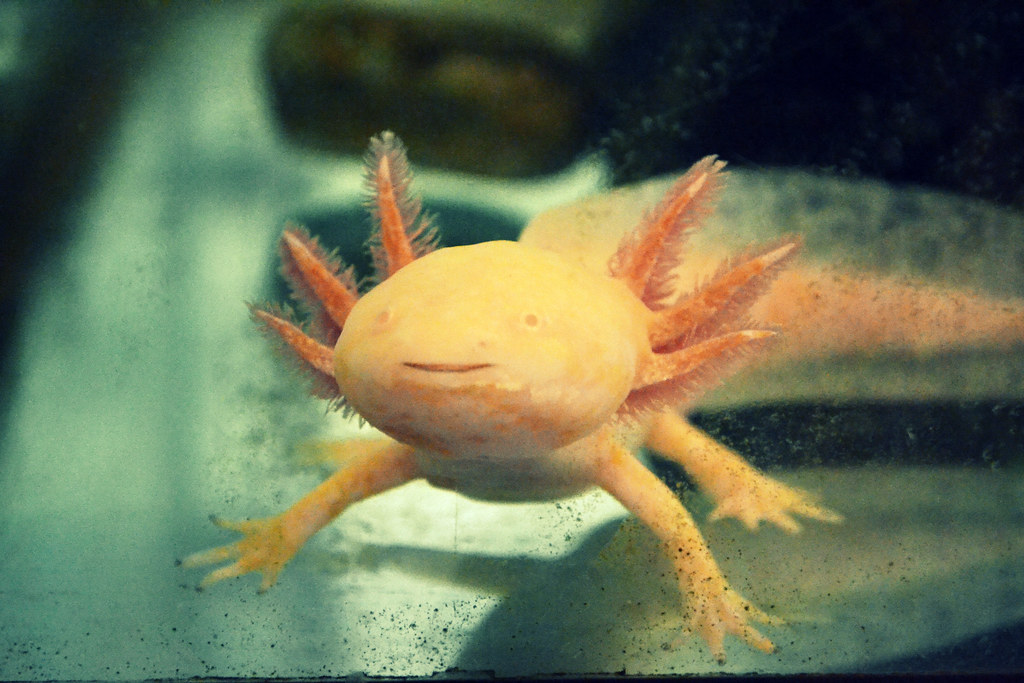 axolotl