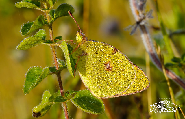 Dew soaked Clouded Yellow