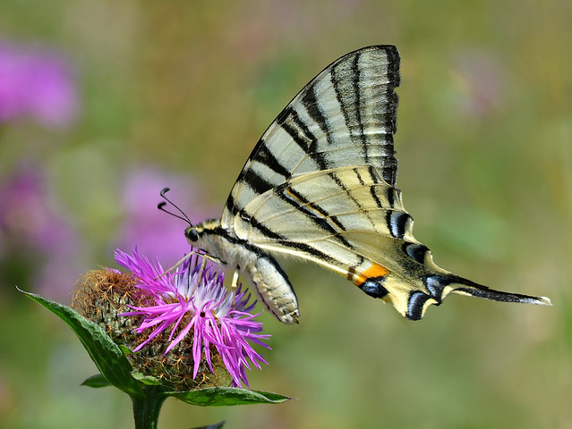 The Scarce Swallowtail (Iphiclides podalirius), Braşov, România