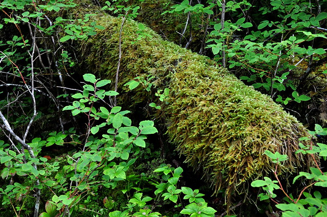 Mossy Log near Juneau