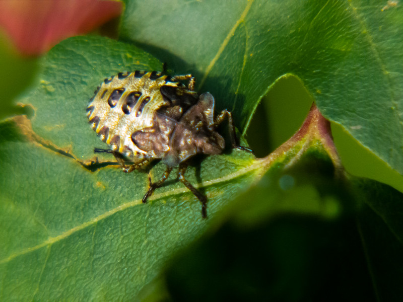 Shield bug