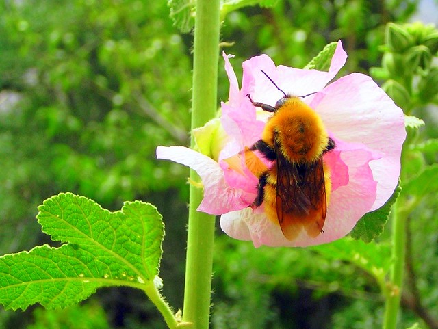 Endangered Chilean bumblebee lunchtime