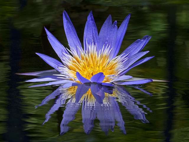 Blue Sunrise Waterlily, Fairchild Tropical Botanic Garden.