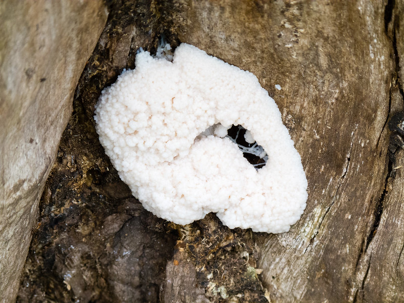 Cauliflower fungus on a tree stump
